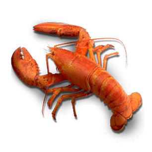 Lobster