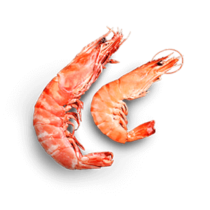 Prawn