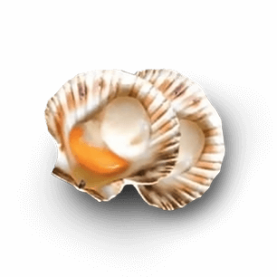 Scallop Shell On