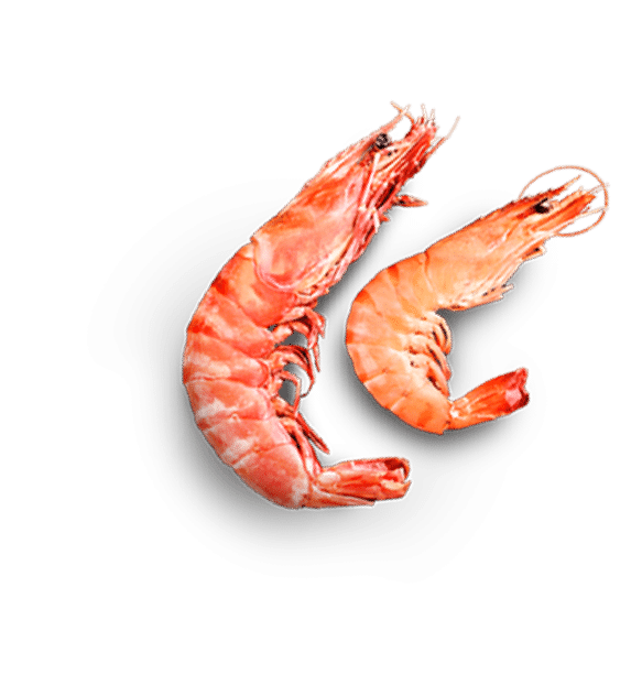 prawn