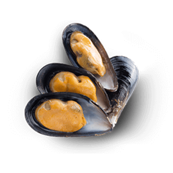 blue mussels