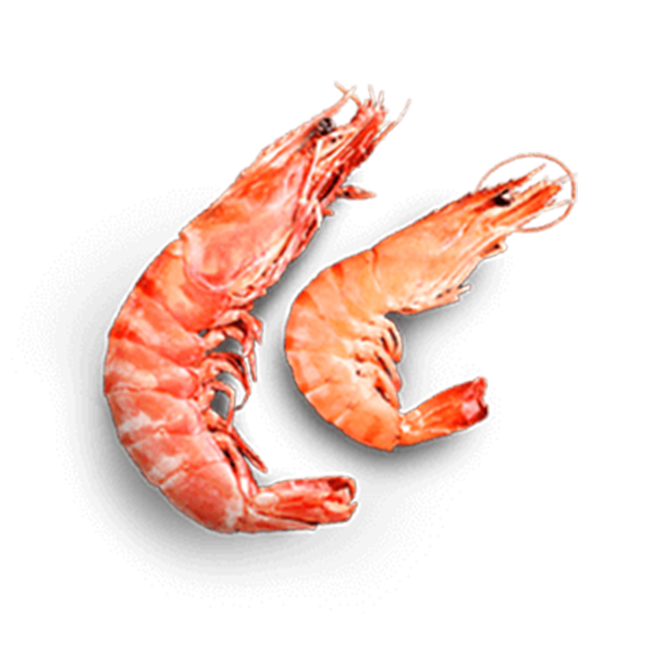 Fresh Prawn - Extra Large